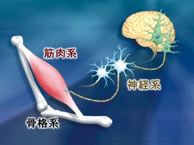 関節筋肉神経